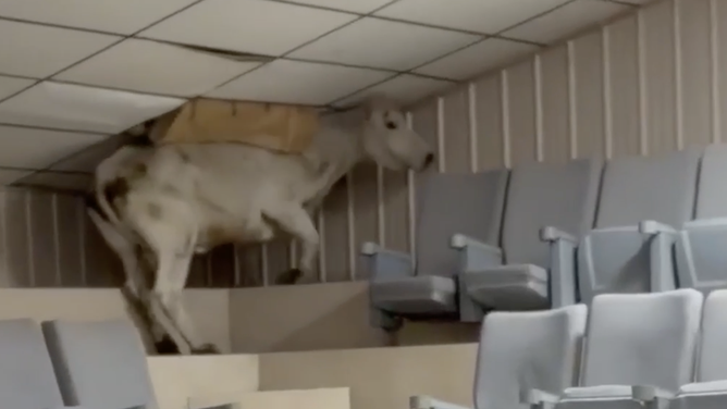 The cow, knocking down some ceiling tiles.